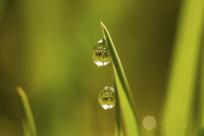 Framed Print : Dew Drops Print by ImageBROKER Framed Print : Dew Drops Print by ImageBROKER