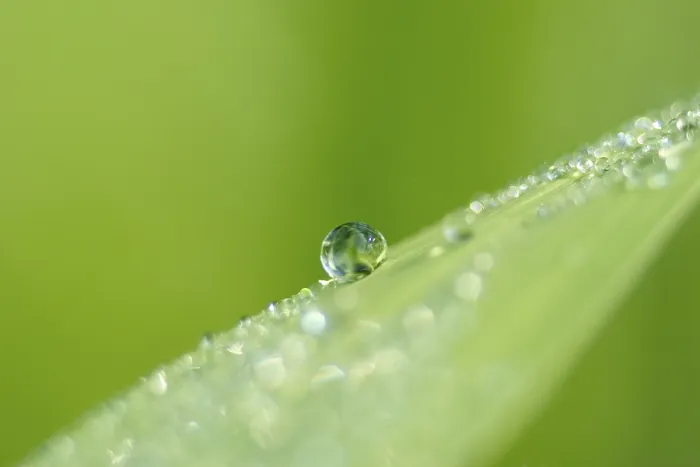 Framed Print : Dew Drops Print by ImageBROKER Framed Print : Dew Drops Print by ImageBROKER