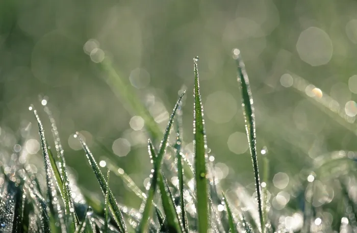 Framed Print : Dew Drops on Grass Print Framed Print : Dew Drops on Grass Print