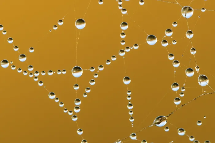 Framed Print : Dew Drops in a Spider's Web Print, Goldenstedt, Germany