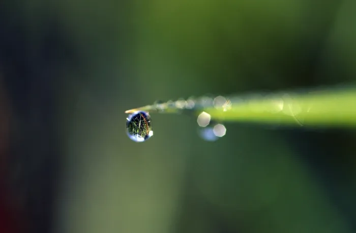 Framed Print : Dewdrop at Blade of Grass Print Framed Print : Dewdrop at Blade of Grass Print