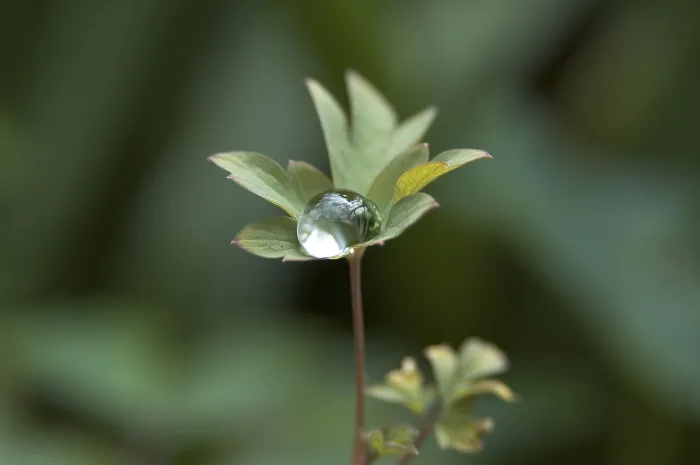 Framed Print : Dewdrops on a Leaf Print Framed Print : Dewdrops on a Leaf Print