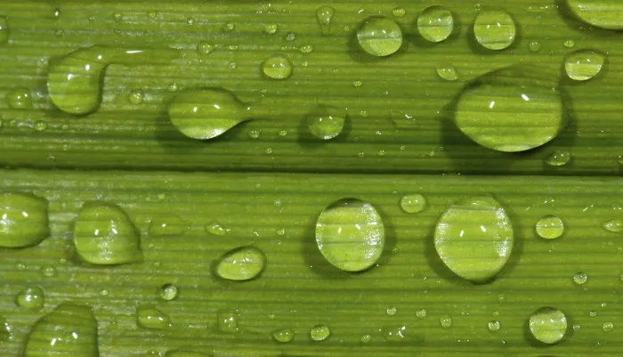 Framed Print : Dewdrops on Leaf Print Framed Print : Dewdrops on Leaf Print