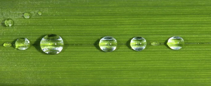 Framed Print : Dewdrops on Leaf Print Framed Print : Dewdrops on Leaf Print