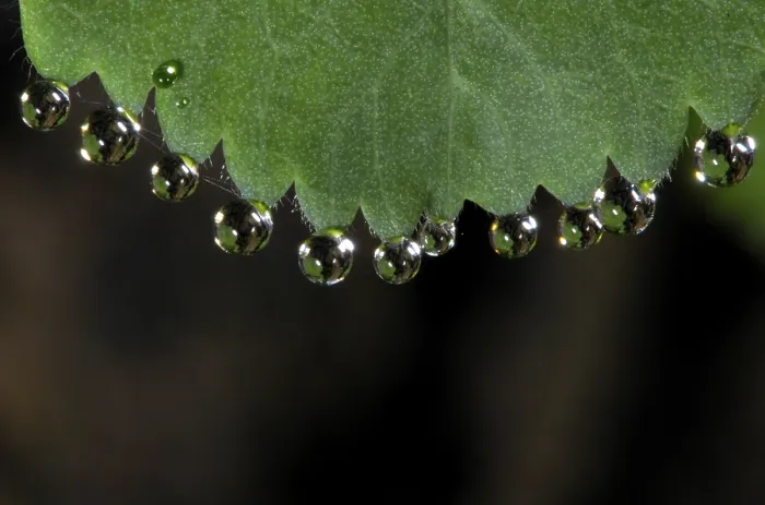 Framed Print : Dewdrops on Leaf Print Framed Print : Dewdrops on Leaf Print