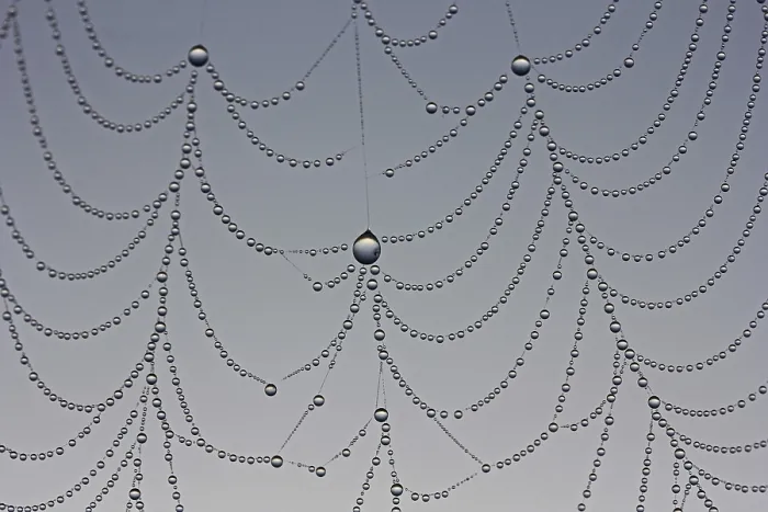Framed Print : Macro Print of Dewdrops on a Spider Web Framed Print : Macro Print of Dewdrops on a Spider Web
