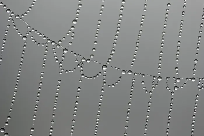 Framed Print : Macro Print of Dewdrops on a Spider Web Framed Print : Macro Print of Dewdrops on a Spider Web