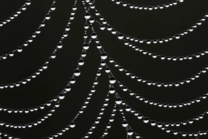 Framed Print : Dewdrops on a Spider's Web Print, Hesse, Germany Framed Print : Dewdrops on a Spider's Web Print, Hesse, Germany