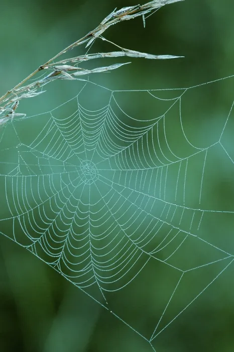 Framed Print : Dewdrops in a Spider's Web Print, North Rhine-Westphalia Framed Print : Dewdrops in a Spider's Web Print, North Rhine-Westphalia