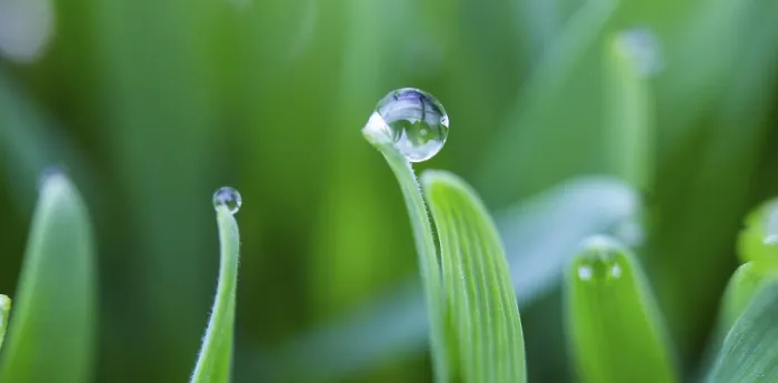 Framed Print : Morning Dew Print: Dewdrops on Wheat Framed Print : Morning Dew Print: Dewdrops on Wheat