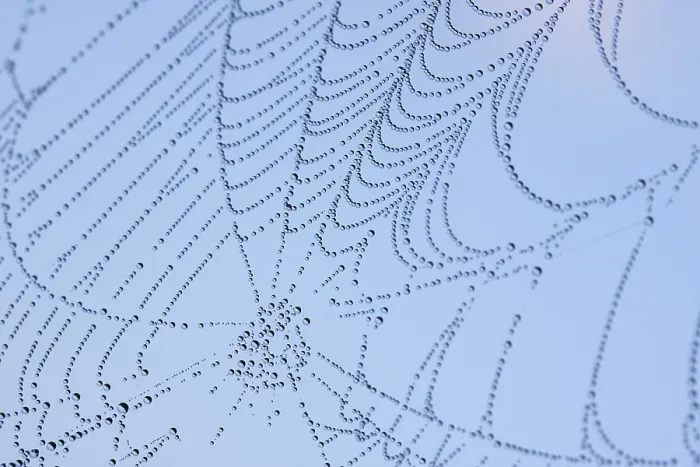 Framed Print : Dewy Spider Web Print
