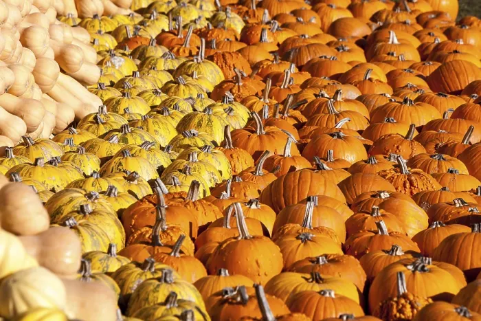 Framed Print : Many Pumpkins (Cucurbita) Print, Baden-Wurttemberg, Germany Framed Print : Many Pumpkins (Cucurbita) Print, Baden-Wurttemberg, Germany