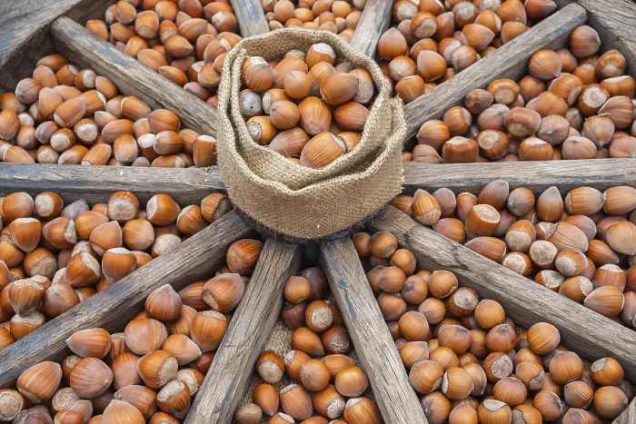 Framed Print : Hazelnuts in Wagon Wheel Print, Munsterland Germany