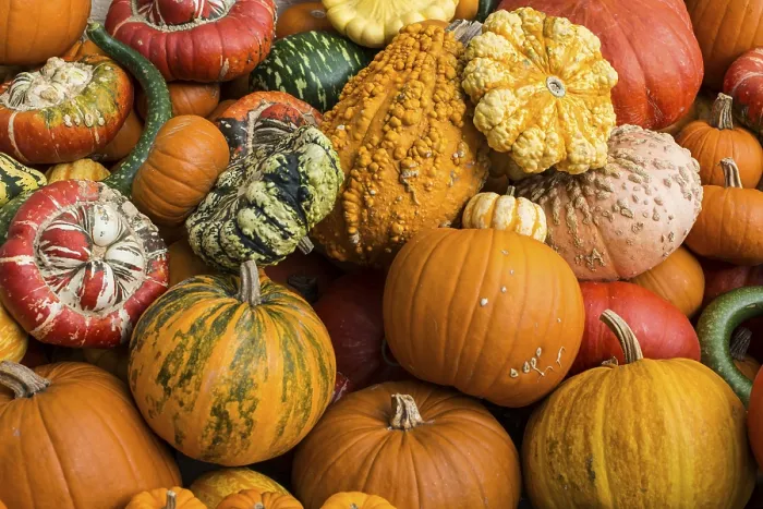 Framed Print : Different varieties of pumpkins, Baden-Wurttemberg, Germany Print Framed Print : Different varieties of pumpkins, Baden-Wurttemberg, Germany Print