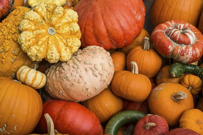 Framed Print : Different Varieties of Pumpkins Print, Germany Framed Print : Different Varieties of Pumpkins Print, Germany