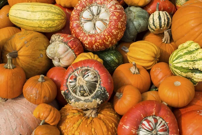 Framed Print : Different Varieties of Pumpkins Print, Baden-Wurttemberg, Germany Framed Print : Different Varieties of Pumpkins Print, Baden-Wurttemberg, Germany