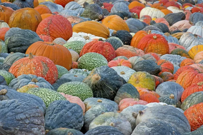 Framed Print : Different Varieties of Pumpkins Print, Europe Framed Print : Different Varieties of Pumpkins Print, Europe