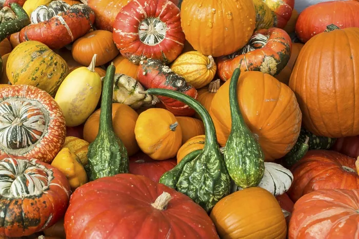 Framed Print : Different Varieties of Pumpkins Print, Baden-Württemberg, Germany Framed Print : Different Varieties of Pumpkins Print, Baden-Württemberg, Germany