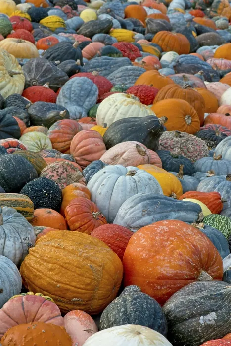 Framed Print : Different Varieties of Pumpkins Print, Baden-Wurttemberg, Germany Framed Print : Different Varieties of Pumpkins Print, Baden-Wurttemberg, Germany