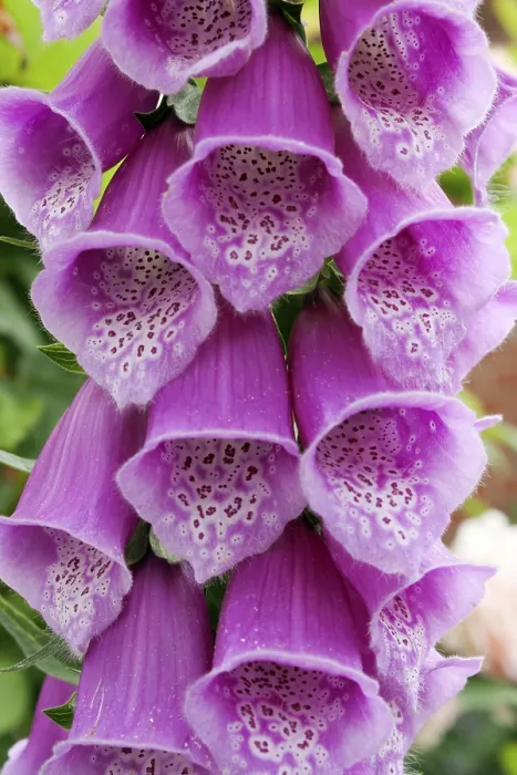 Framed Print : Digitalis Digitalis Print Framed Print : Digitalis Digitalis Print