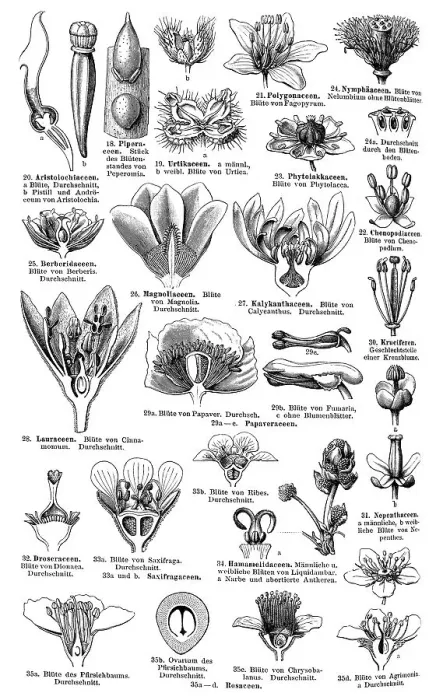 Framed Print : Print of Display chart of Plant Systematics II Framed Print : Print of Display chart of Plant Systematics II