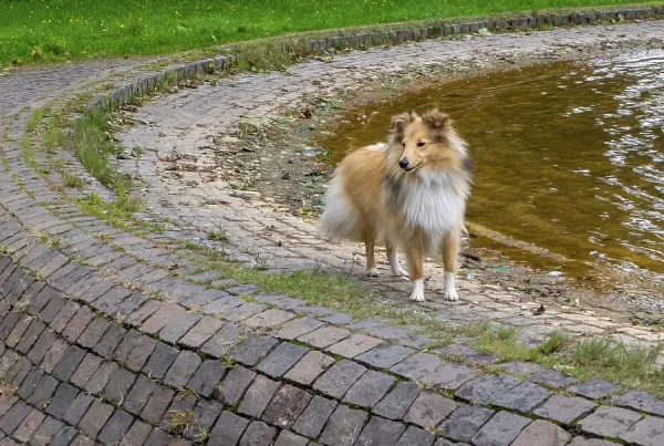 Shetland Sheepdog in German Art Prints, Posters