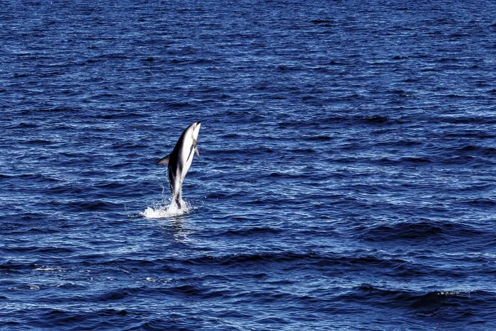 Framed Print : A Dolphin Leaps Out of the Blue Sea Print Framed Print : A Dolphin Leaps Out of the Blue Sea Print