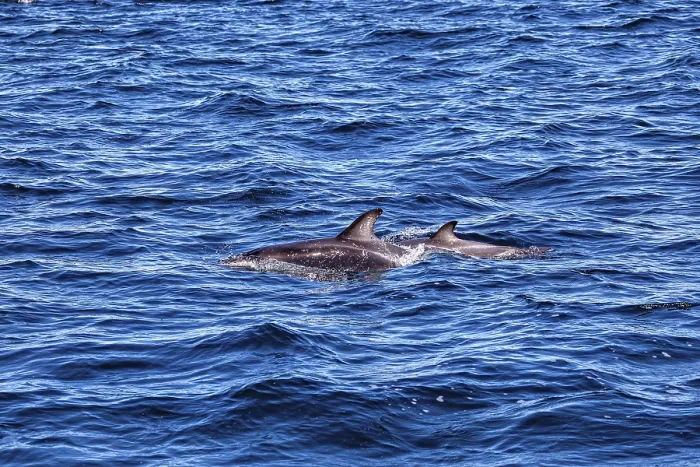 Framed Print : Two Dolphins Swimming Side by Side Print Framed Print : Two Dolphins Swimming Side by Side Print