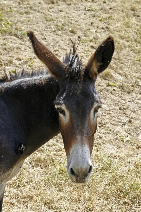 Framed Print : Donkey Print from imageBROKER
