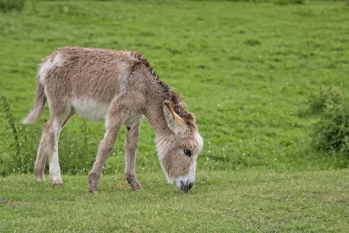 Framed Print : Donkey in a Clearing Print Framed Print : Donkey in a Clearing Print