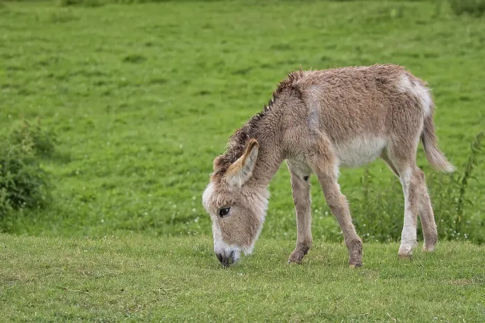 Framed Print : Wild Donkey in a Clearing Print