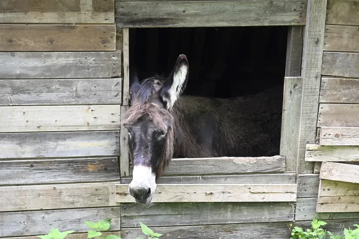 Framed Print : Donkey at a Window Print