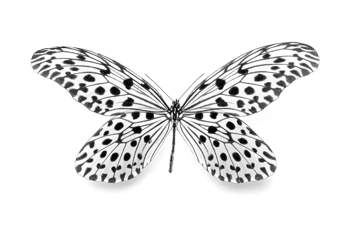 Framed Print : Dots - dotted - dot Print by imageBROKER Framed Print : Dots - dotted - dot Print by imageBROKER