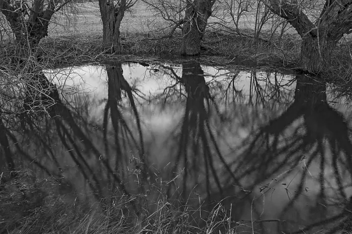 Framed Print : Dramatic Willows Print, Mecklenburg-Vorpommern, Germany Framed Print : Dramatic Willows Print, Mecklenburg-Vorpommern, Germany