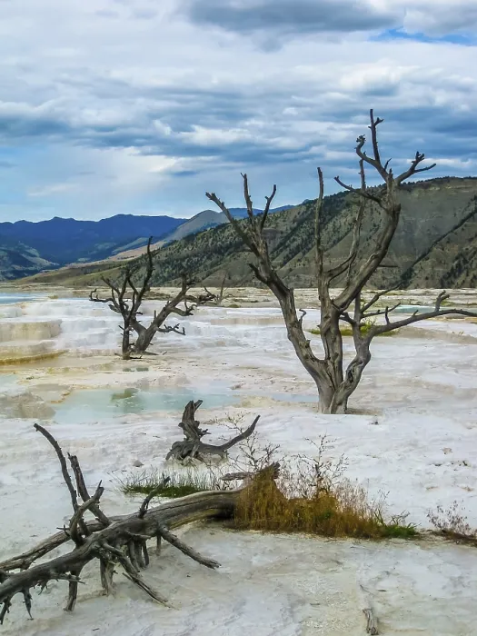 Framed Print : Dramatic View of Dead Trees and Travertine Terraces Print Framed Print : Dramatic View of Dead Trees and Travertine Terraces Print