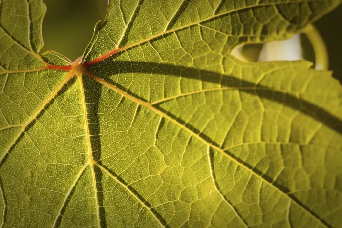 Framed Print : Dramatically lit grape leaf details vineyard print Framed Print : Dramatically lit grape leaf details vineyard print