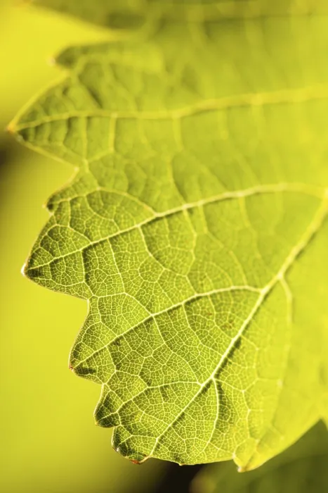 Framed Print : Dramatically lit grape leaf details print Framed Print : Dramatically lit grape leaf details print