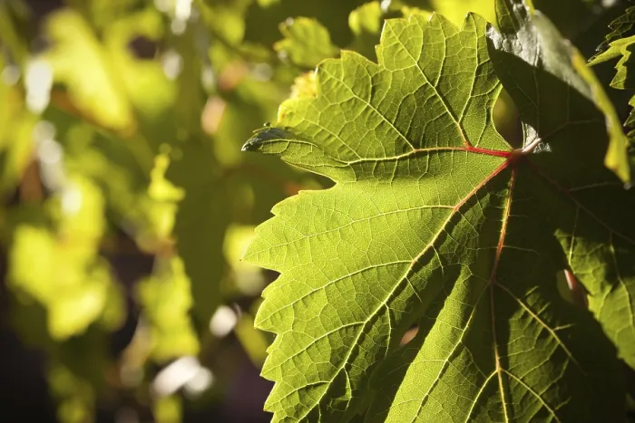 Framed Print : Dramatically Lit Grape Leaf Print Framed Print : Dramatically Lit Grape Leaf Print