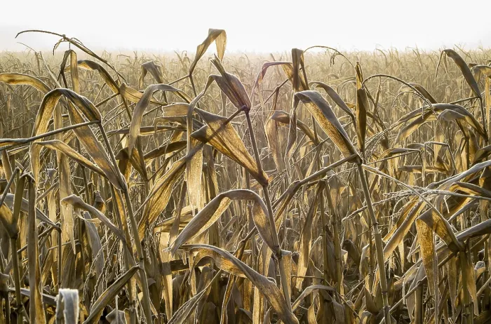 Framed Print : Dried Corn Field Print, Frankfurt am Main, Germany Framed Print : Dried Corn Field Print, Frankfurt am Main, Germany