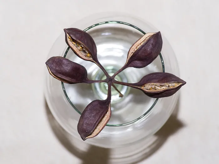 Framed Print : Dried Out Seeds Print Framed Print : Dried Out Seeds Print