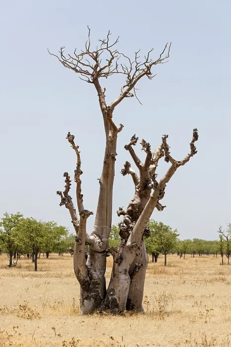 Framed Print : Dried Out Tree in Namibia Print Framed Print : Dried Out Tree in Namibia Print