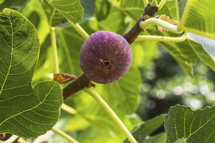 Framed Print : Ripe Fig Print, Close Up Framed Print : Ripe Fig Print, Close Up