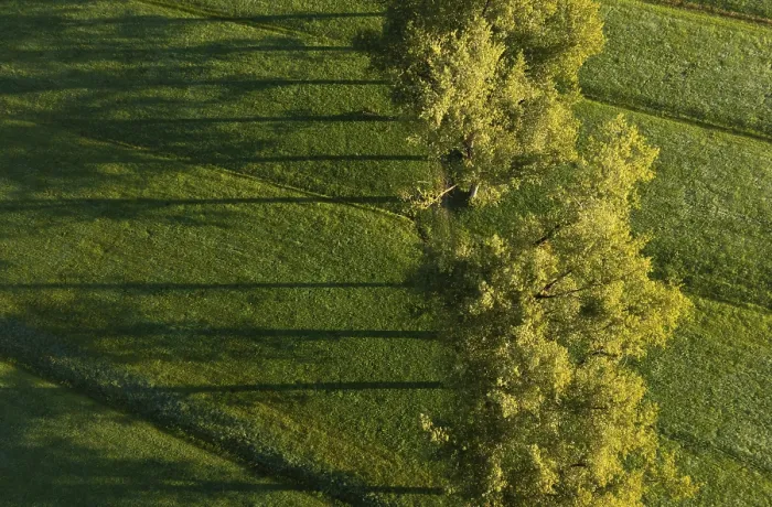 Framed Print : Drone Image Print of Deciduous Trees in Austrian Meadow Framed Print : Drone Image Print of Deciduous Trees in Austrian Meadow
