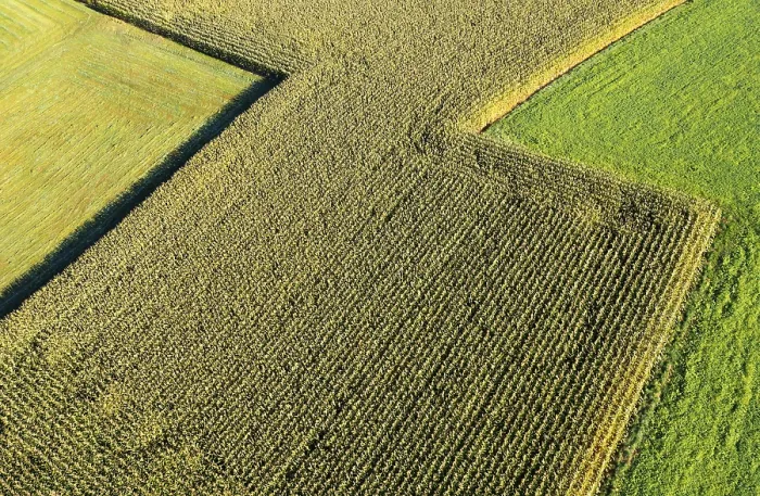 Framed Print : Drone Image Print: Maize Field, Innviertel, Austria Framed Print : Drone Image Print: Maize Field, Innviertel, Austria