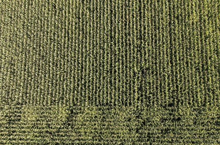 Framed Print : Drone Image Print: Maize Field in Innviertel, Austria Framed Print : Drone Image Print: Maize Field in Innviertel, Austria