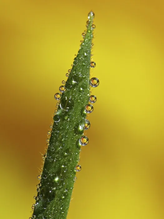 Framed Print : Drop Drop Print by imageBROKER Framed Print : Drop Drop Print by imageBROKER