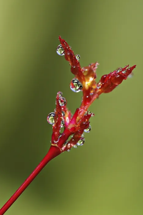Framed Print : Drop Drop Print by imageBROKER Framed Print : Drop Drop Print by imageBROKER