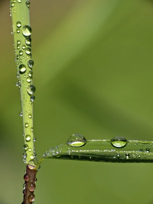 Framed Print : Drop Drop Print by imageBROKER Framed Print : Drop Drop Print by imageBROKER