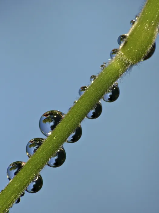 Framed Print : Drop Drop Print by imageBROKER