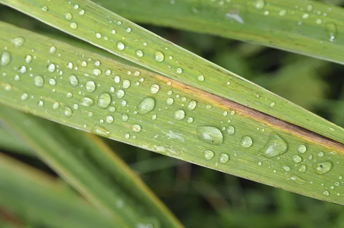 Framed Print : Nature Print: Leaf and Raindrops